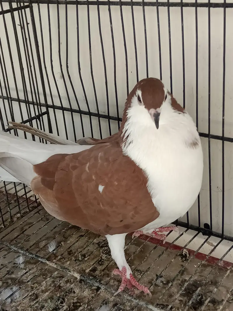 kabootar Pigeons — photo 9