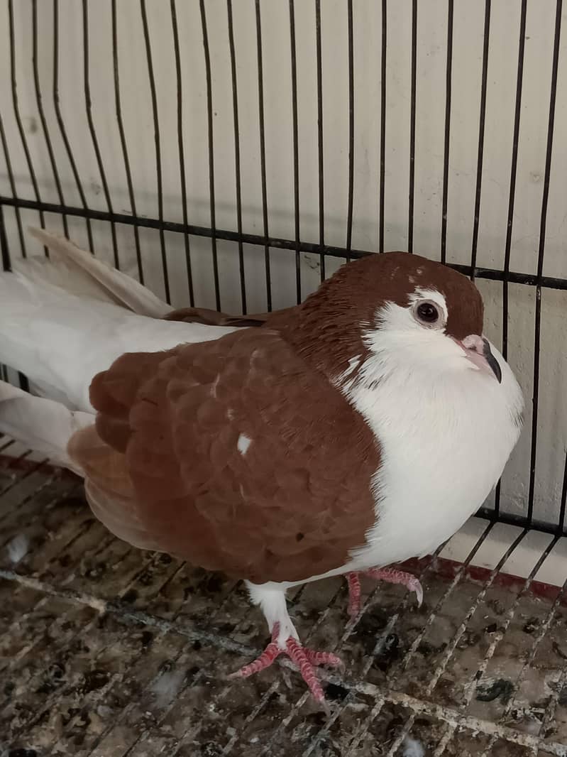 kabootar Pigeons 12