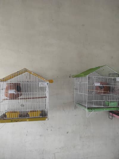 ali cages medium size