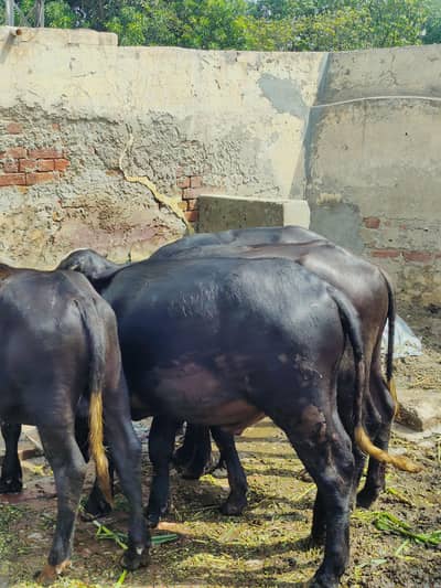 5 Healthy Buffalo Calves (کٹے) for Sale