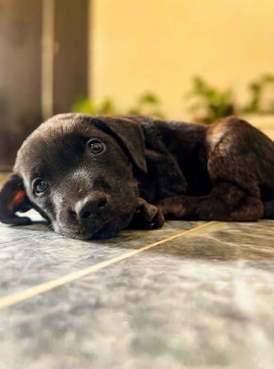 Black Labrador Puppy for Adoption - Lahore