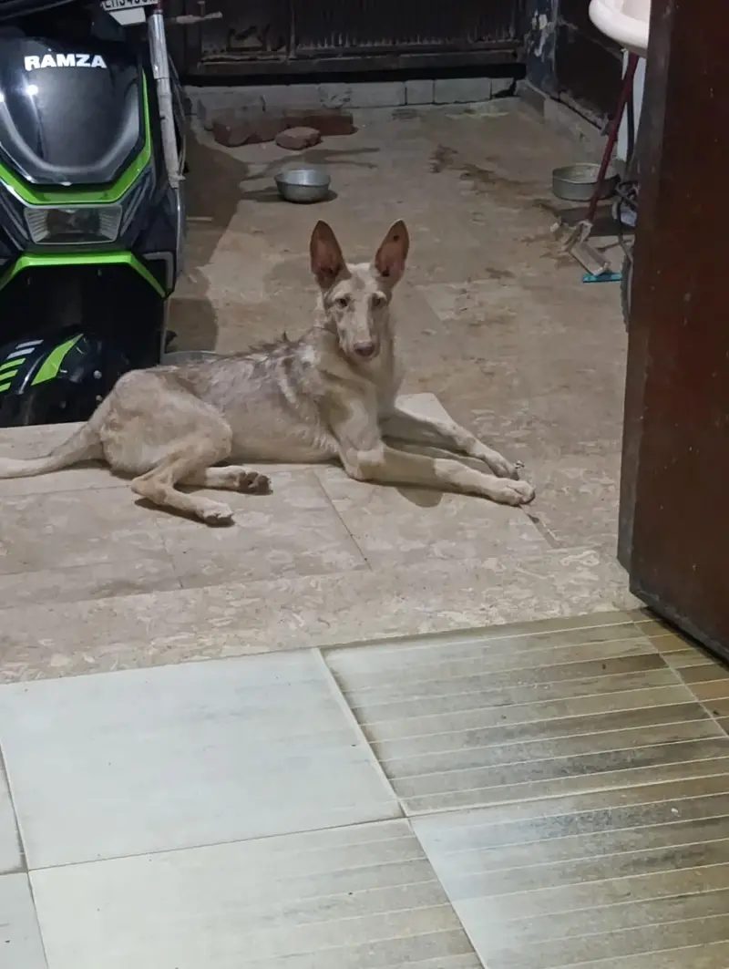 6 Month Puppy For Adoption - Wapda Town Kasur — photo 2