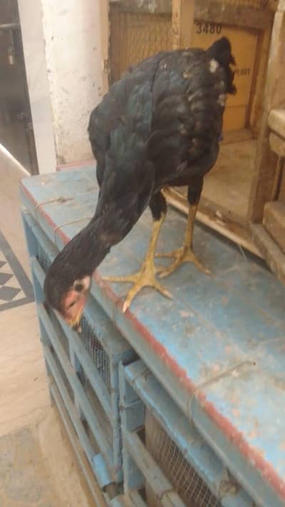 For Sale Pure  Aseel Murga And Murgi