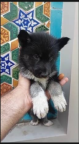 Siberian Husky Puppies for Sale