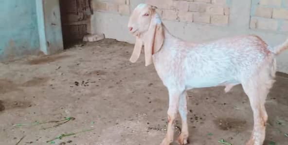 desi Bakra for sale urgent call_03230718297