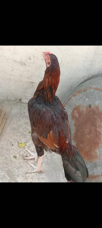 For sale he
