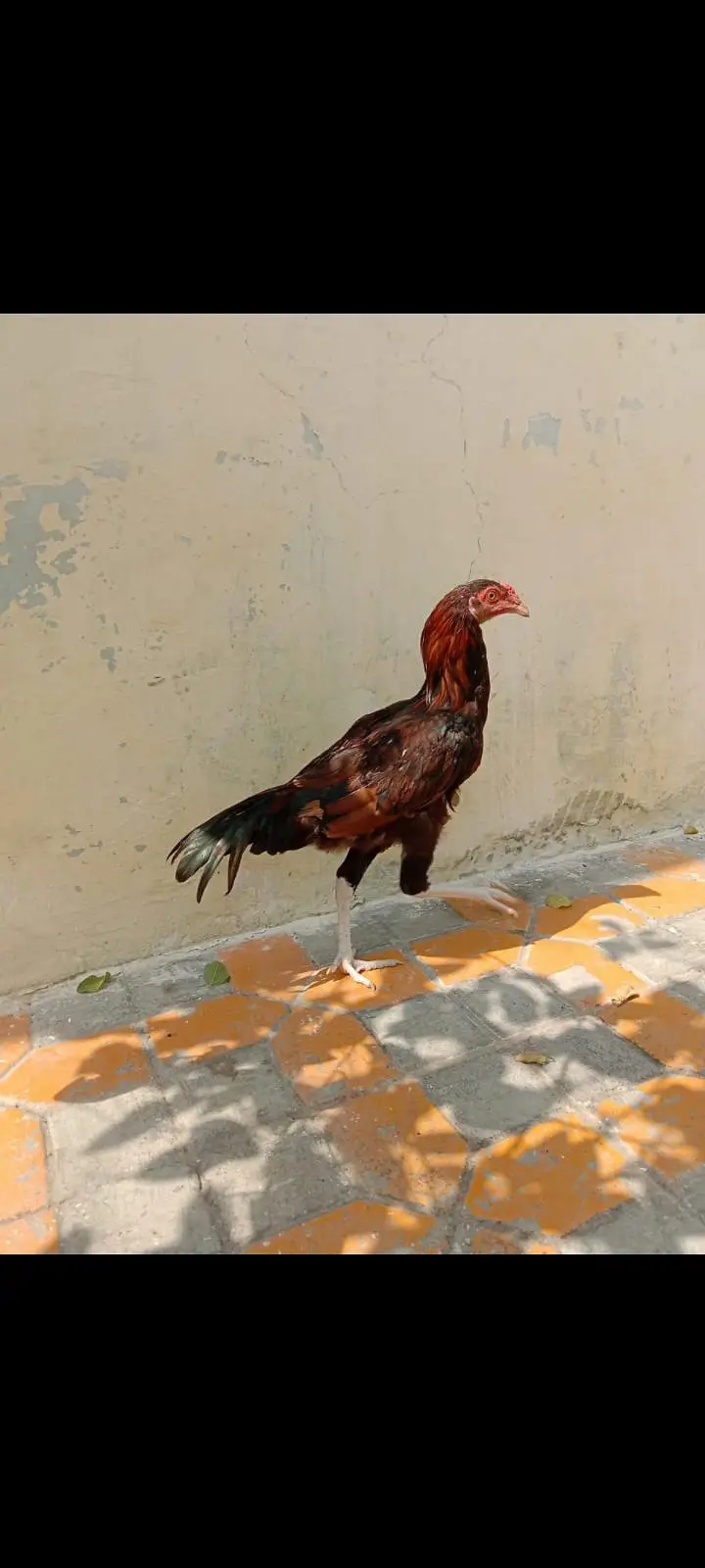 For sale he — photo 2