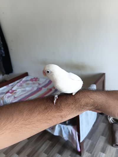 black eye albino pair
