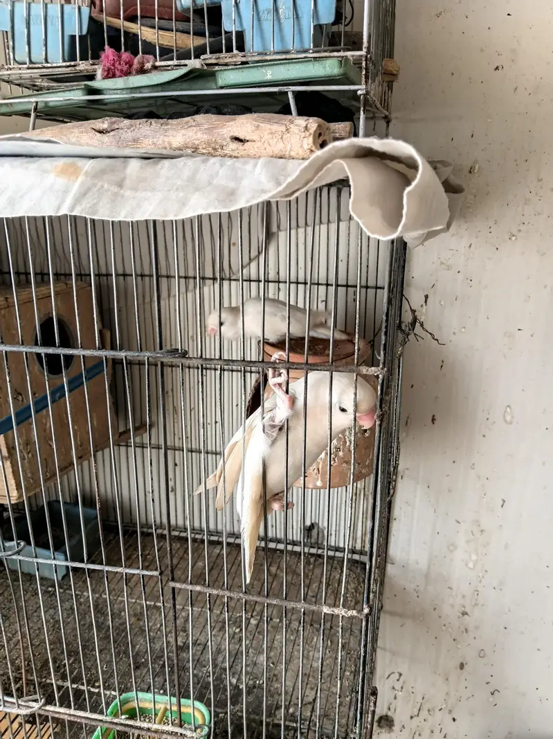 black eye albino pair with Cage — photo 2