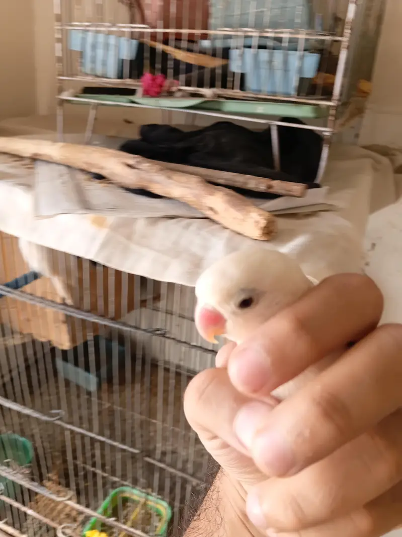 black eye albino pair with Cage — photo 5