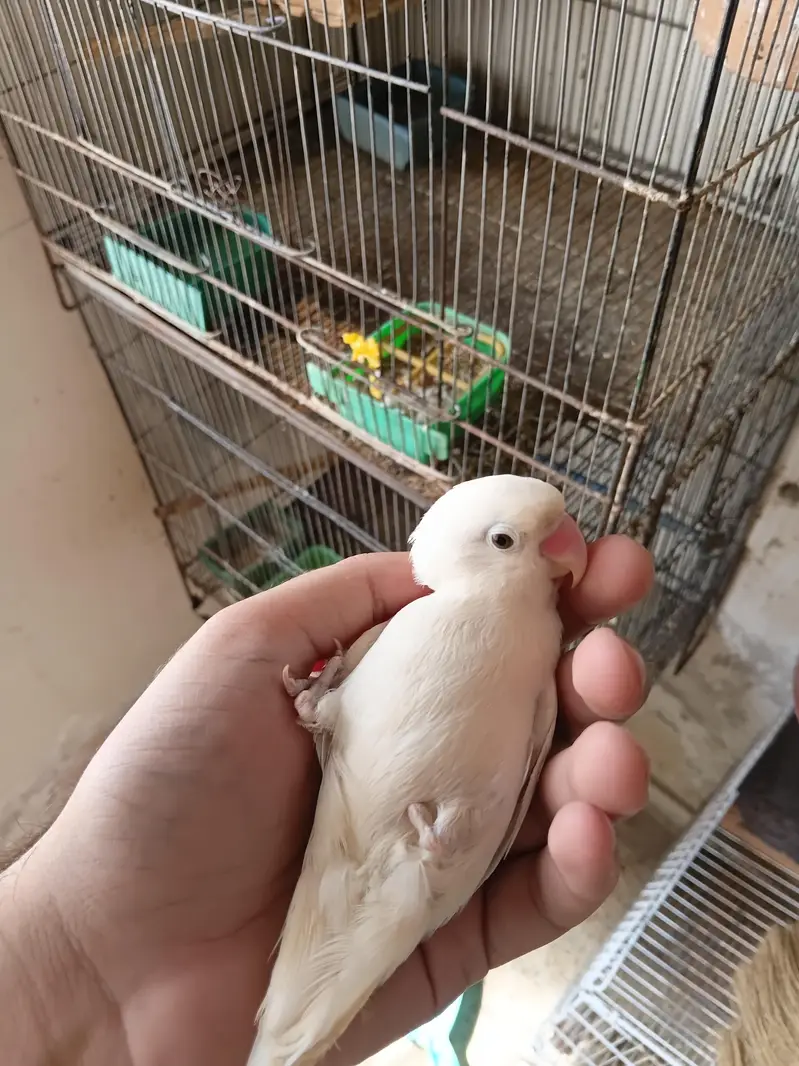 black eye albino pair with Cage — photo 6