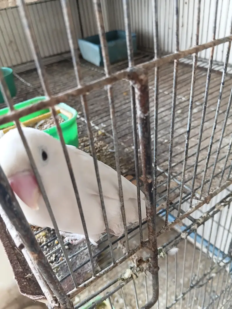 black eye albino pair with Cage — photo 7