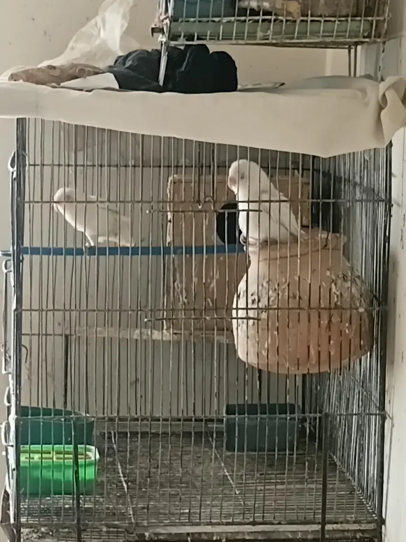 black eye albino pair with Cage — photo 8