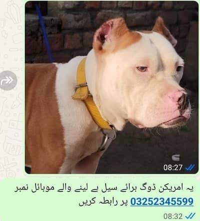 bhot achi breed ha