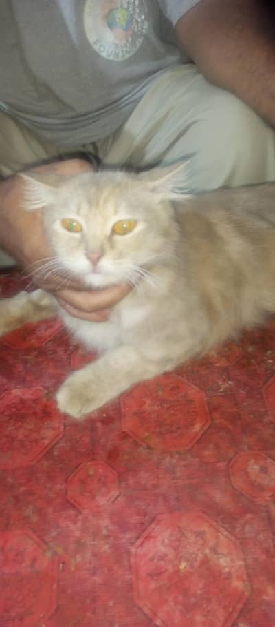 Friendly spay cat for paid adoption