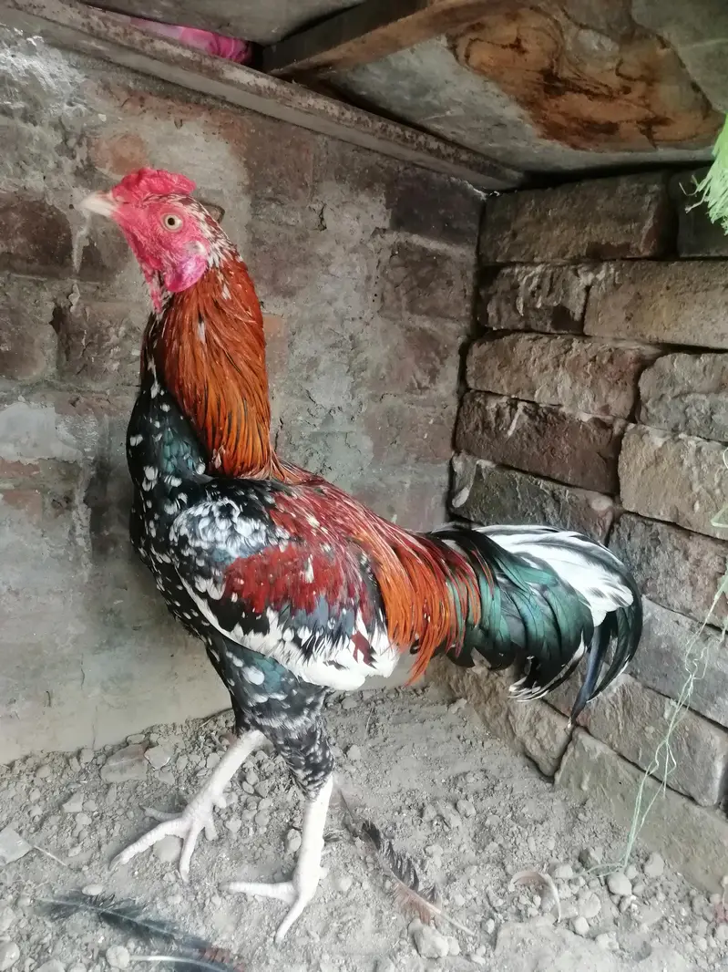 breed wala murga — photo 2