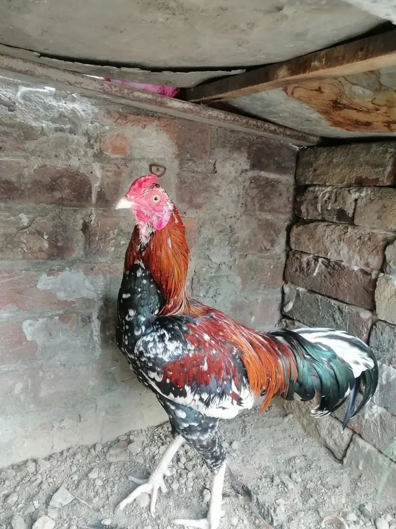 breed wala murga — photo 3