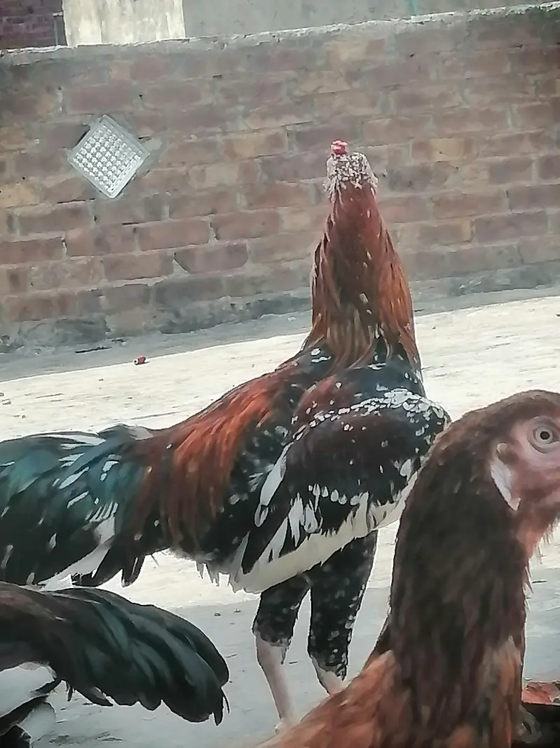 breed wala murga — photo 4
