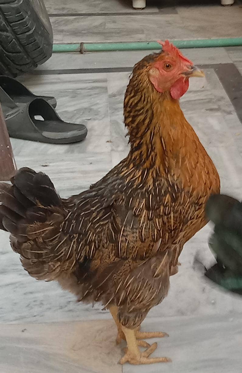 MISRI hen 0
