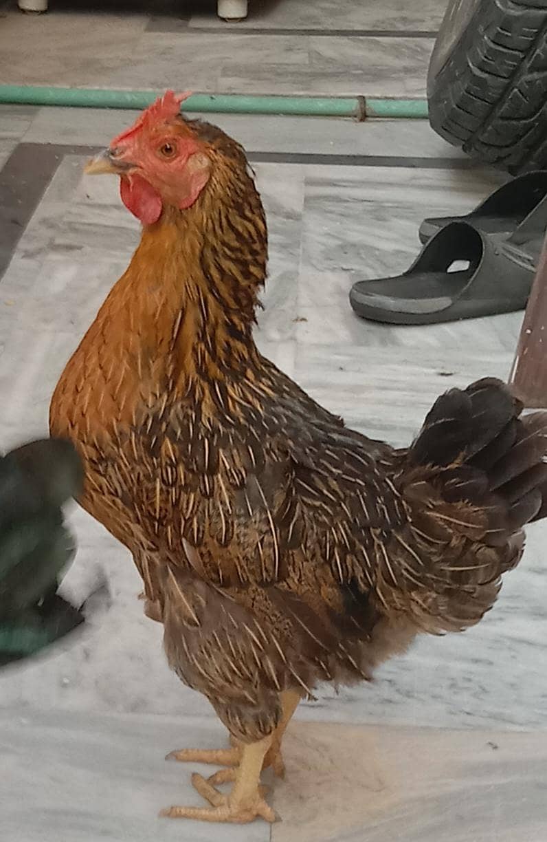 MISRI hen 1