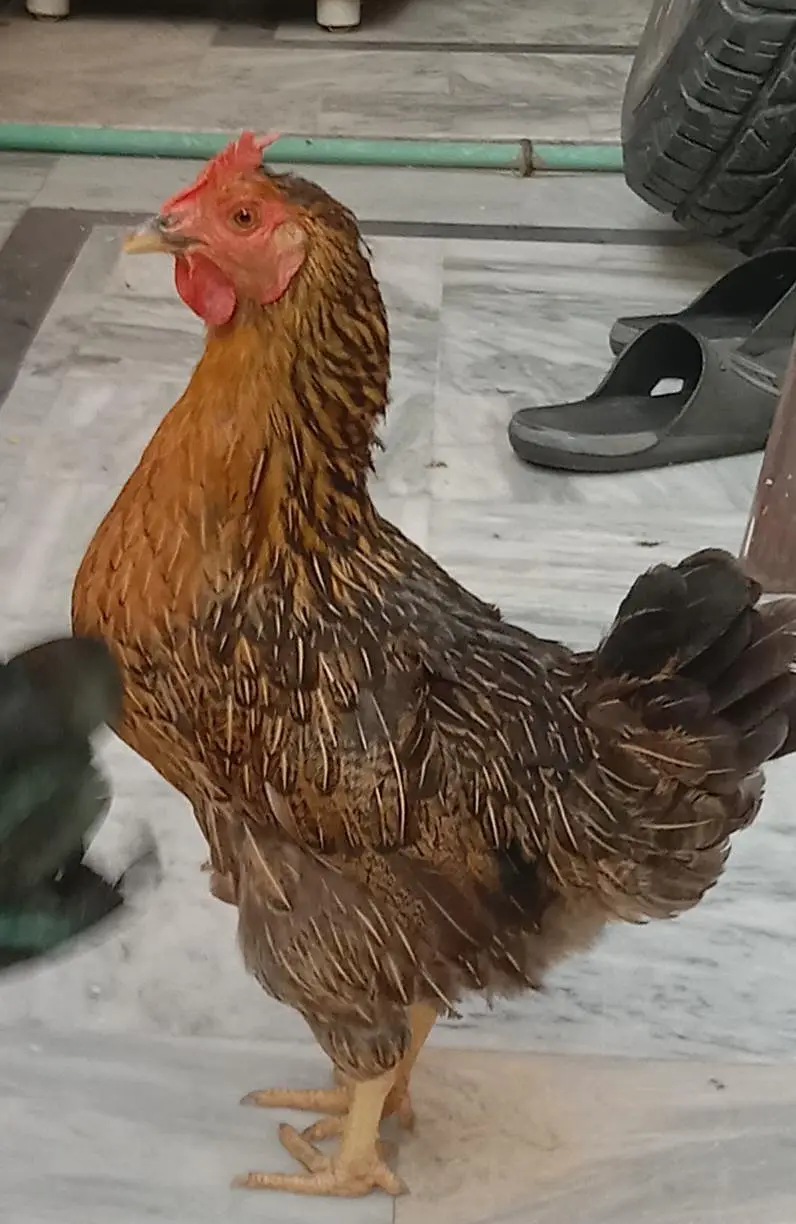 MISRI hen — photo 2