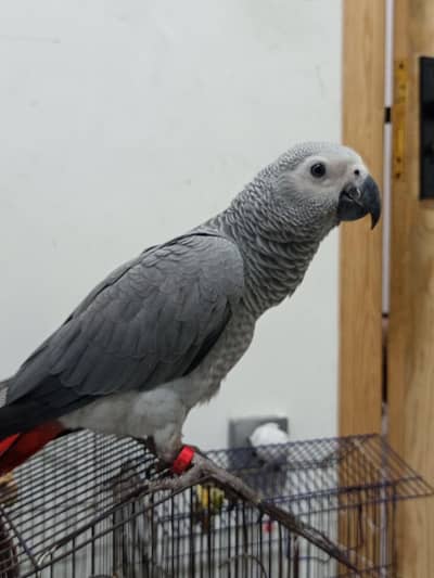 Handtamed Grey African