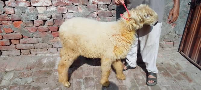 Mashallah Do (2) VIP Mundra chatry For Sale