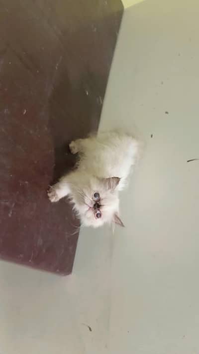 Himalayan Persian piki kitten