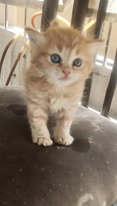 female fawn Persian  kitten