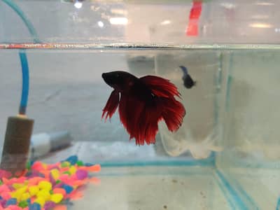 red dragon Betta pair