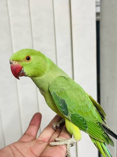 Baby Green ringneck Parrot