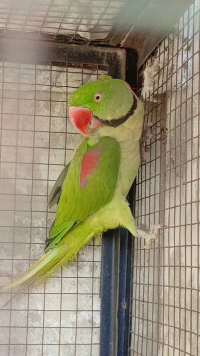 Pair Raw parrot