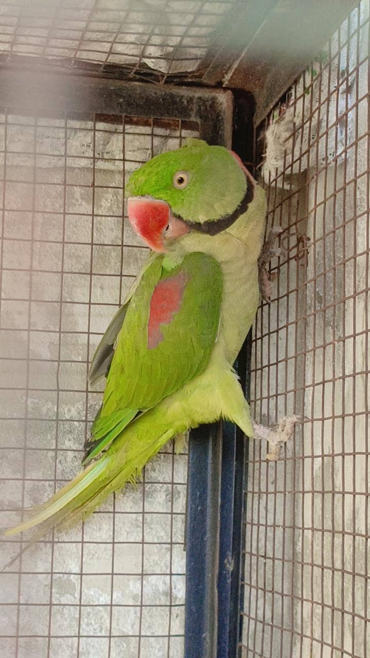 Pair Raw parrot 0