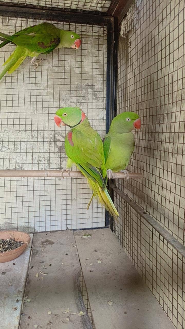 Pair Raw parrot 1