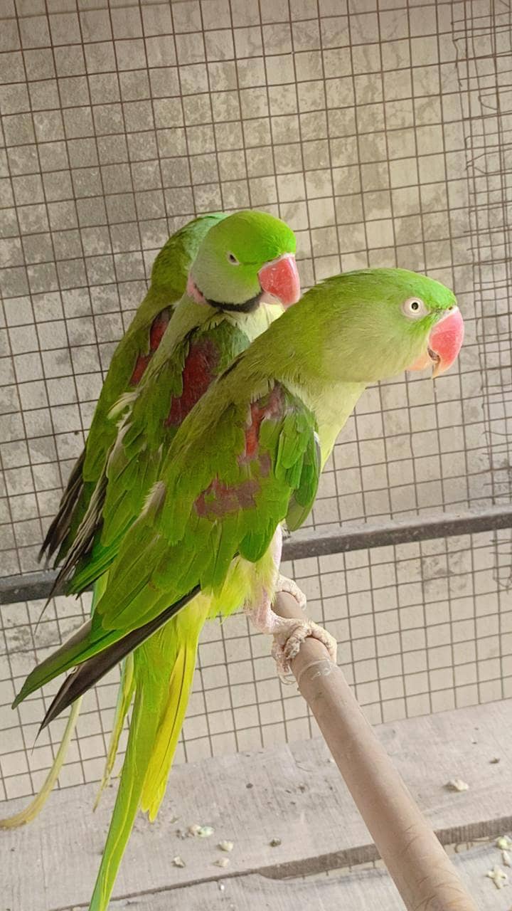 Pair Raw parrot 2
