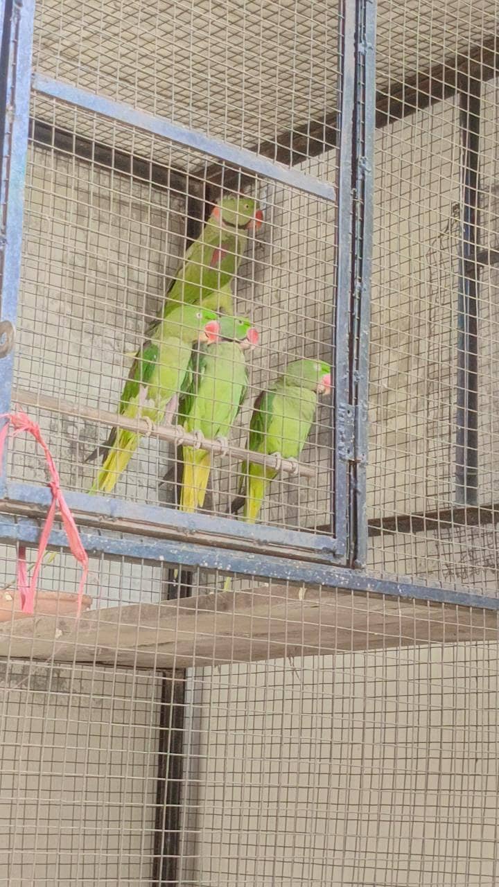 Pair Raw parrot 4