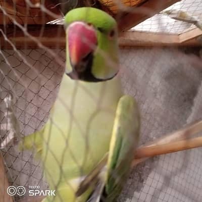 parrot