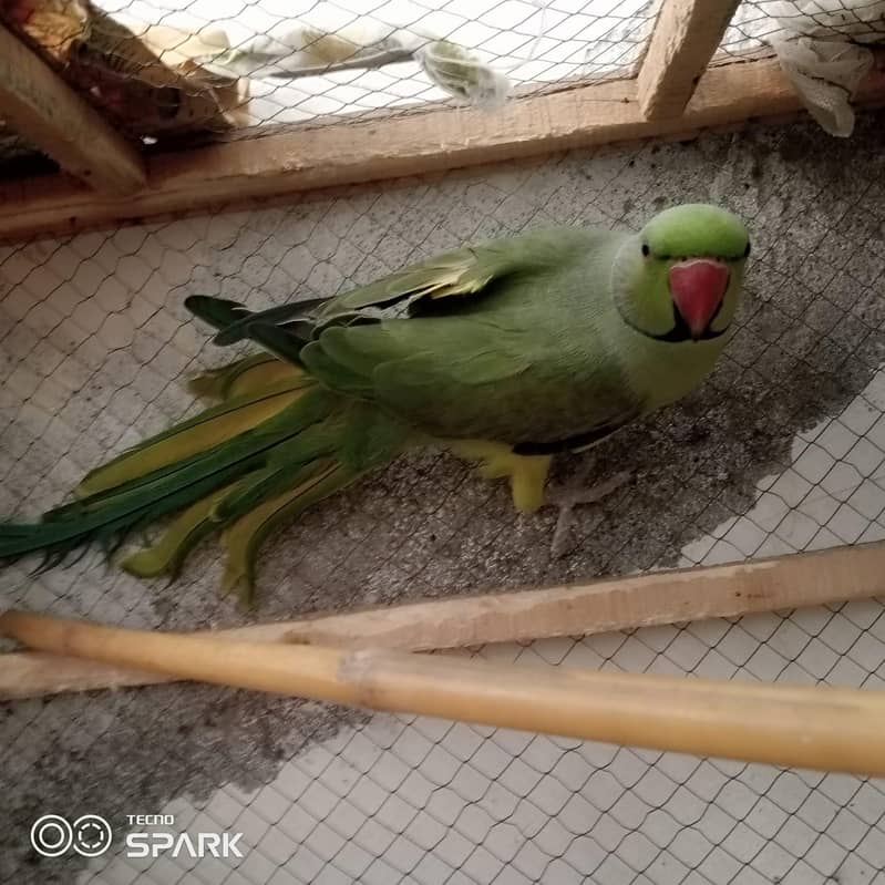 parrot 1