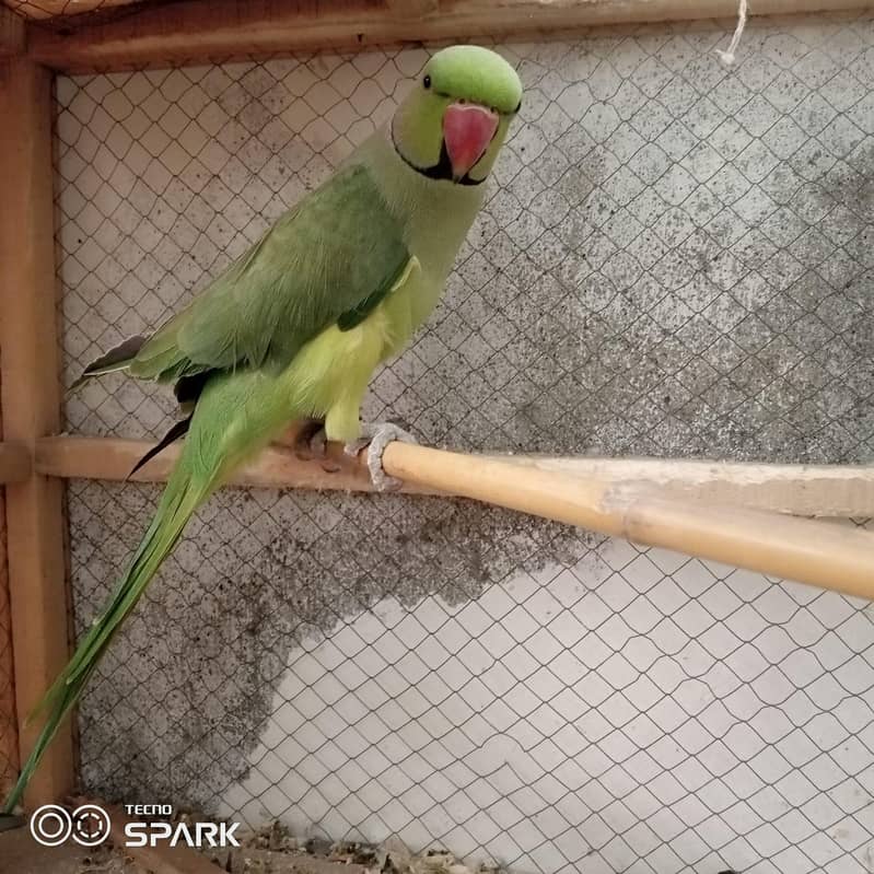 parrot 2
