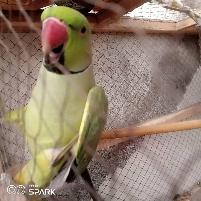 parrot 3