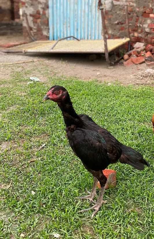 Home breed  — photo 3