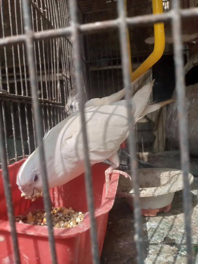 full brider ha — photo 2