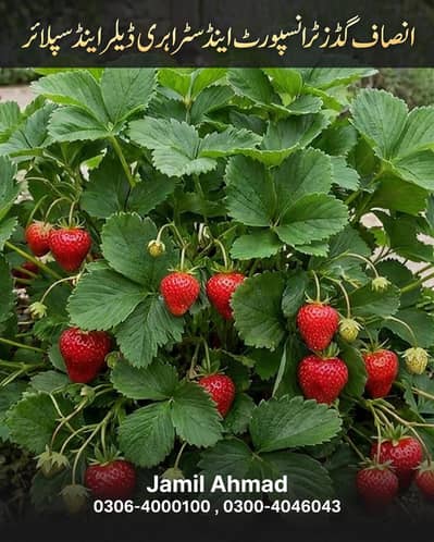 سٹرابری ڈیلر اینڈ سپلائرز ال پاکستان