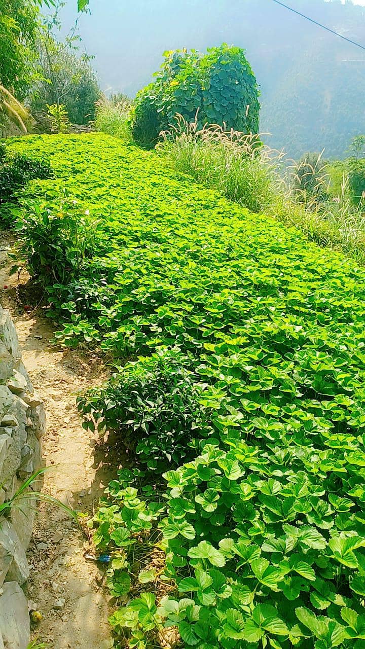 سٹرابری ڈیلر اینڈ سپلائرز ال پاکستان 1
