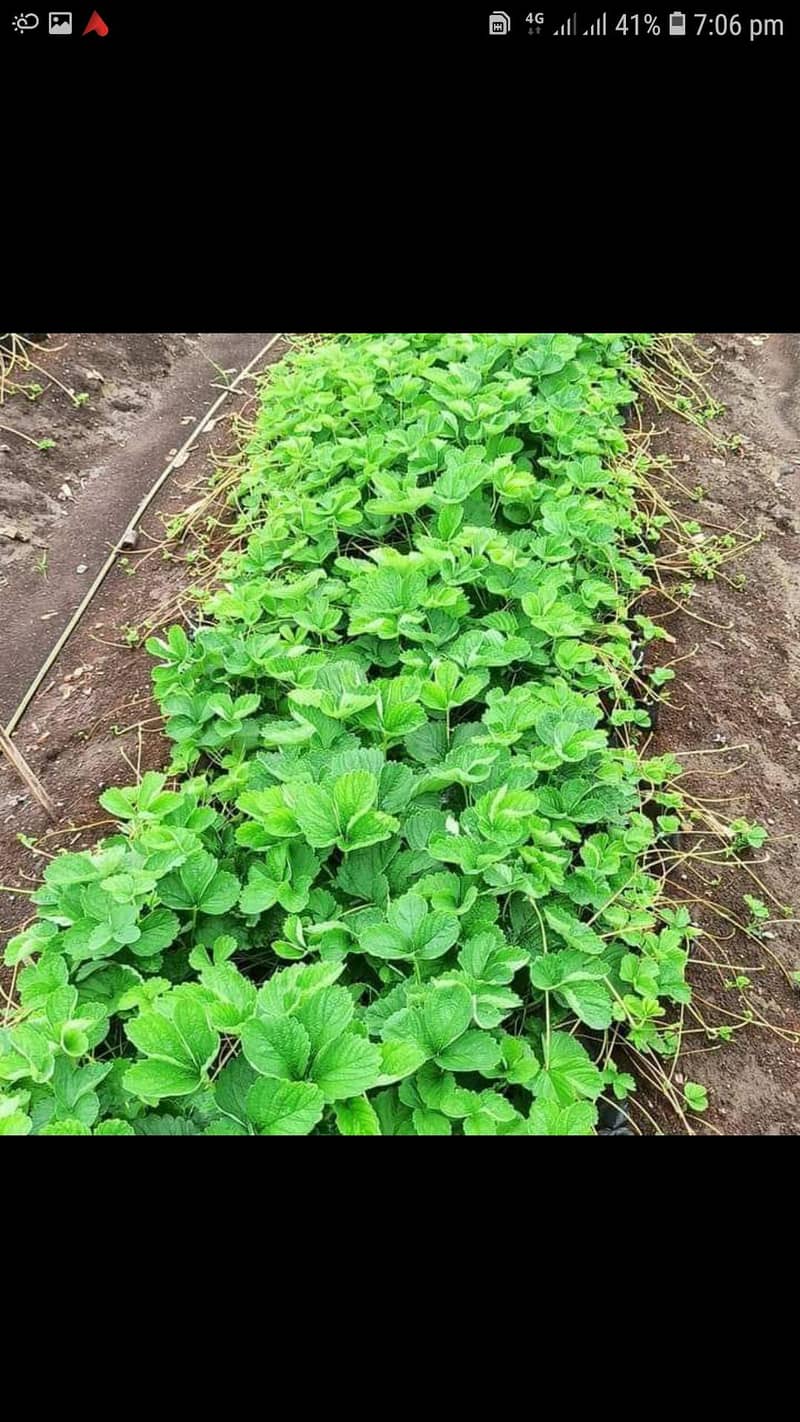 سٹرابری ڈیلر اینڈ سپلائرز ال پاکستان 6