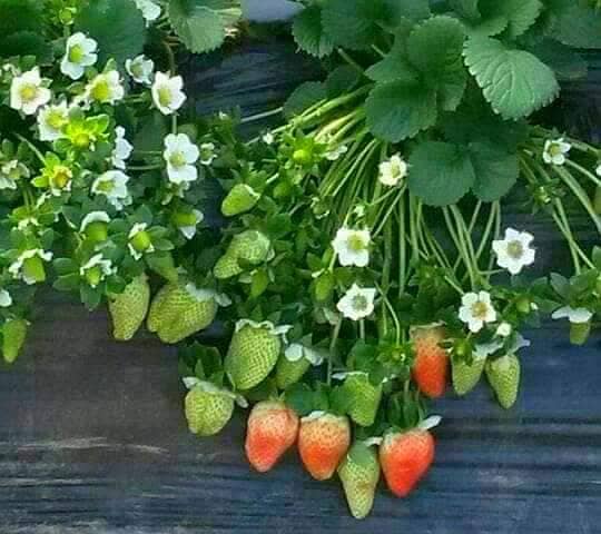 سٹرابری ڈیلر اینڈ سپلائرز ال پاکستان 7
