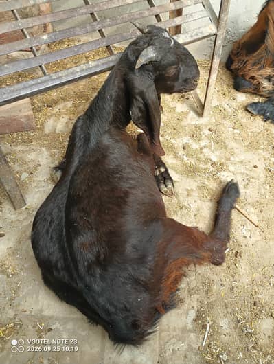 Tedda Bakra