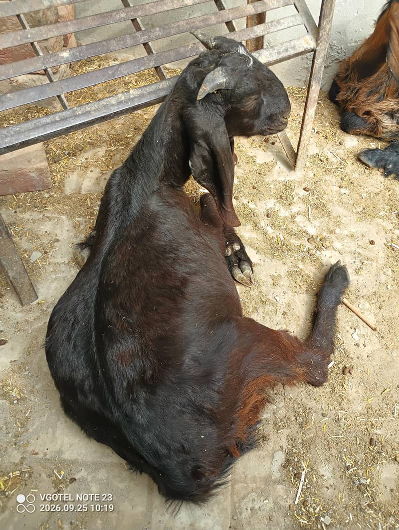 Tedda Bakra 0
