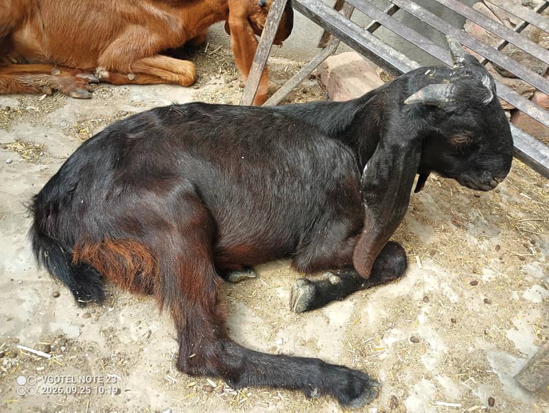Tedda Bakra 1
