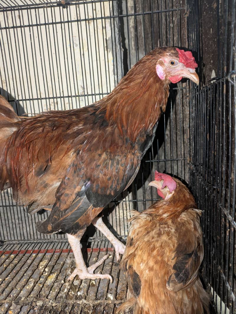 HENS MISRI 0